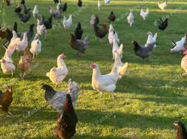 Pol chickens for sale