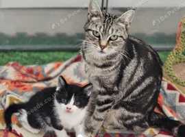 Lovely female for adoption