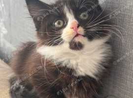 Little long haired boy kitten