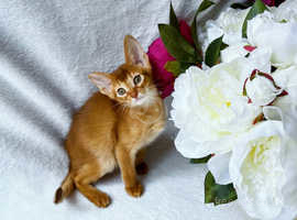 Abyssinian Outstanding Tica Pedigree  girl