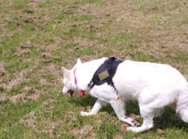 White swiss Shepard