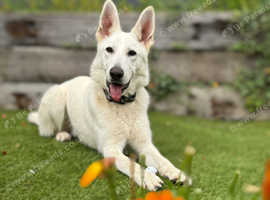 White Swiss / German Shepherd