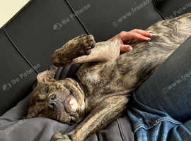 Rehoming free to a good home