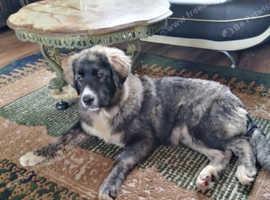 Caucasian shepherd girl