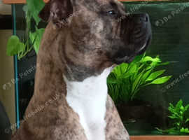 Mastiff x Staffie.