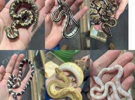 Reptiles for sale