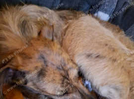 Tia greyhound x lurcher