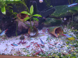 Cherry red and Ghost shrimp