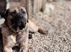 Cane Corso Boy For Sale 3 Years Old in Wisbech PE14 on Freeads ...