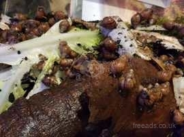 African giant land snails-free to good homes