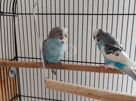 Male budgies for sale