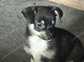 Black and Tan Jack Russell x Pomeranian 13 week old girl