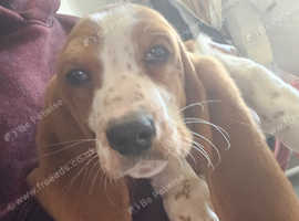 Bassett hound