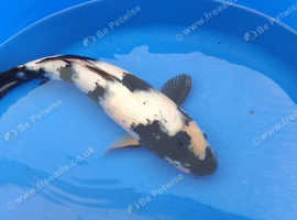 High Grade Koi carp fron £5