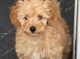 Cotonnoodle boy puppy