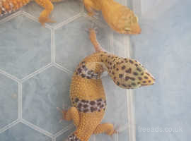 Female leopard gecko's