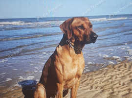 Rhodesian ridgeback
