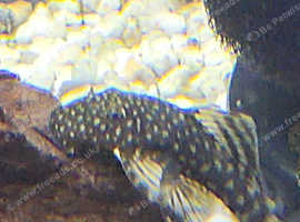 BN Pleco. Young and juvenile for sale