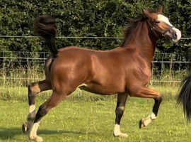 **WELSH COB SHOW FILLY**
