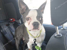 Blue Boston terrier