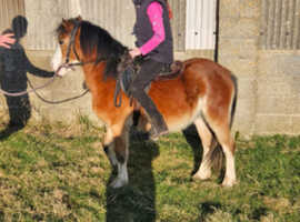 Pretty little 3 year old pony
