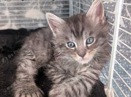Polydactyl Maine coon babies