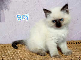 Ragdoll kitten. Boy ready for a new home