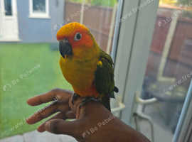Super tame Sun Conure