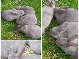 Baby rabbit bunny for sale
