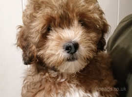 Shipoo puppies sales