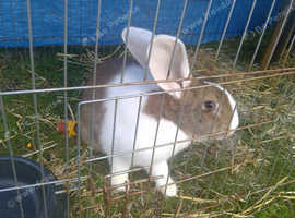2 male continental giant rabbits