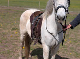 Pretty little grey mare
