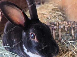 Beautiful female mini rex girl