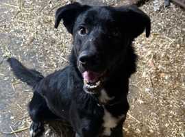 Huntaway x dog for rehoming