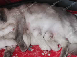 Pure Ragdoll kittens