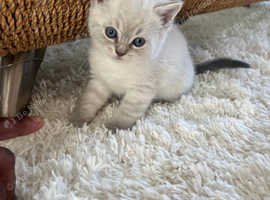 Ragdoll x BSH