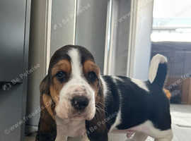 KC Registered Basset Pups