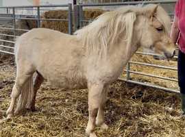 Standard 2 year old Shetland Gelding