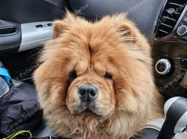 Chow Chow