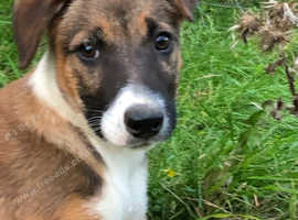 Fun Loving Welsh Sheepdog Puppies in Llandrindod Wells LD1 on Freeads ...