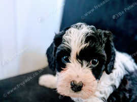 3 cavapoo boys from dna tested parents