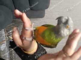 Super tame senegal parrot