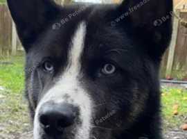 Akita Husky Mix in Staffordshire on Freeads Classifieds - Akitas