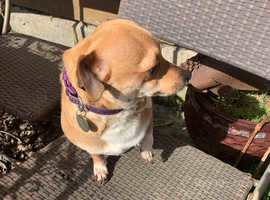 Lola  needs new home due to time wasters