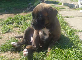 Pupies boxer
