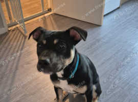 7 month old male pup