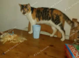 Khao manee kittens for sale best sale near me