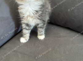 Mixed breed maine coon kitten