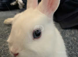 1 year old white Vienna rabbit