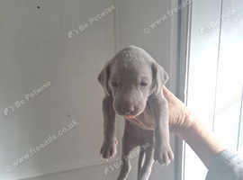 Weimaraner puppies for sale